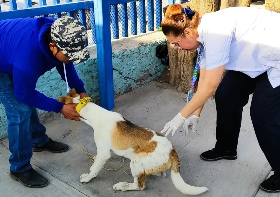 Vacunación Antirrábica en Salamanca y Región: Informe 2024