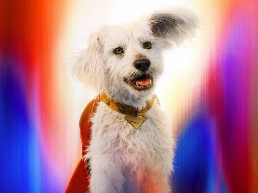 Krypto inspira: adopciones de perros aumentan 513% tras estreno de ‘Superman’