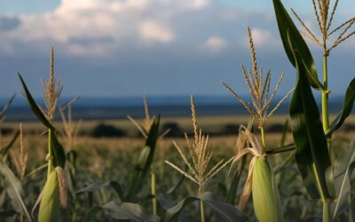 Maíz y soberanía alimentaria: productores presionan por precios justos mientras el gobierno negocia