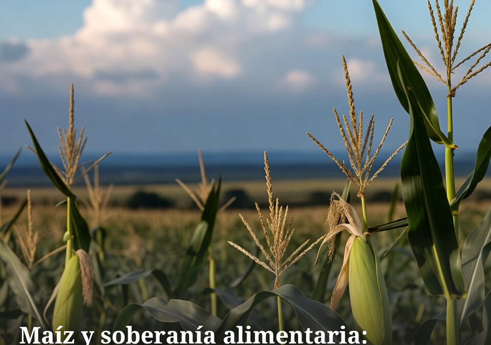 Maíz y soberanía alimentaria: productores presionan por precios justos mientras el gobierno negocia