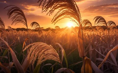 Productores de sorgo en alerta por precios a la baja en Yuriria