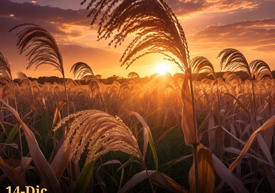 Productores de sorgo en alerta por precios a la baja en Yuriria