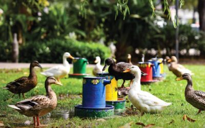 Dispensadores para patos en el Parque Xochipilli, pequeño cambio con mensaje ambiental