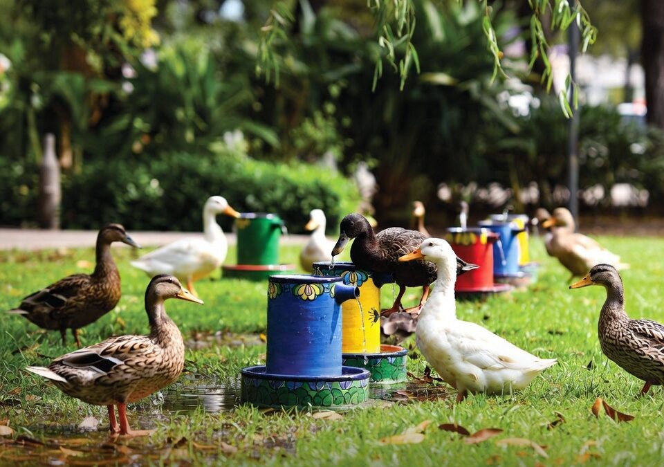 Dispensadores para patos en el Parque Xochipilli, pequeño cambio con mensaje ambiental