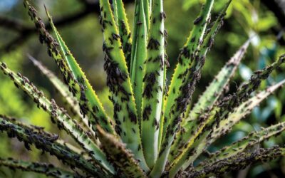Huanímaro: plaga en maguey enciende alerta para productores