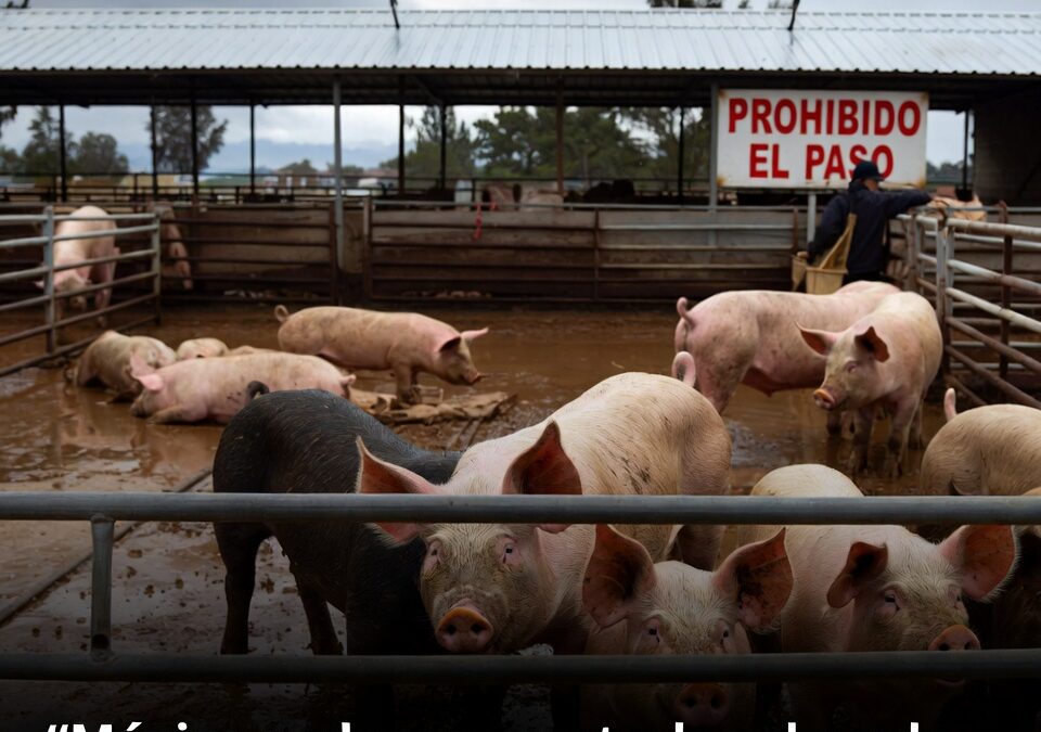 México endurece controles al cerdo español por brote sanitario en Europa