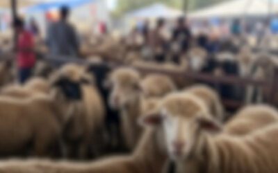 Guanajuato gana en Yucatán. ¿Qué significa la campeona genética?