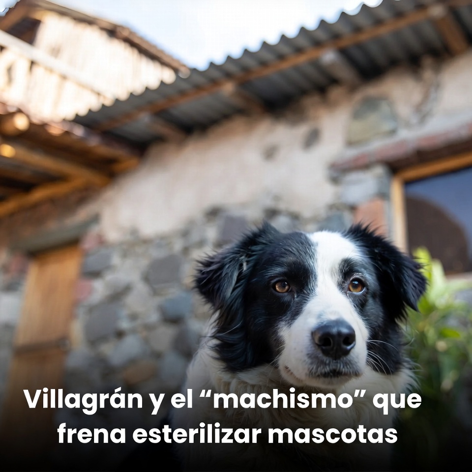 Villagrán y el “machismo” que frena esterilizar mascotas