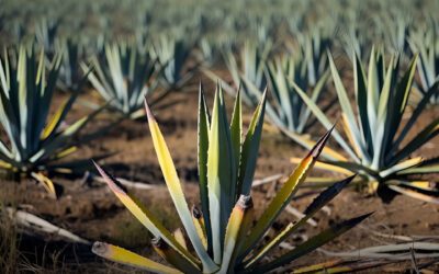 Agave en crisis, plagas y precios tumban al campo