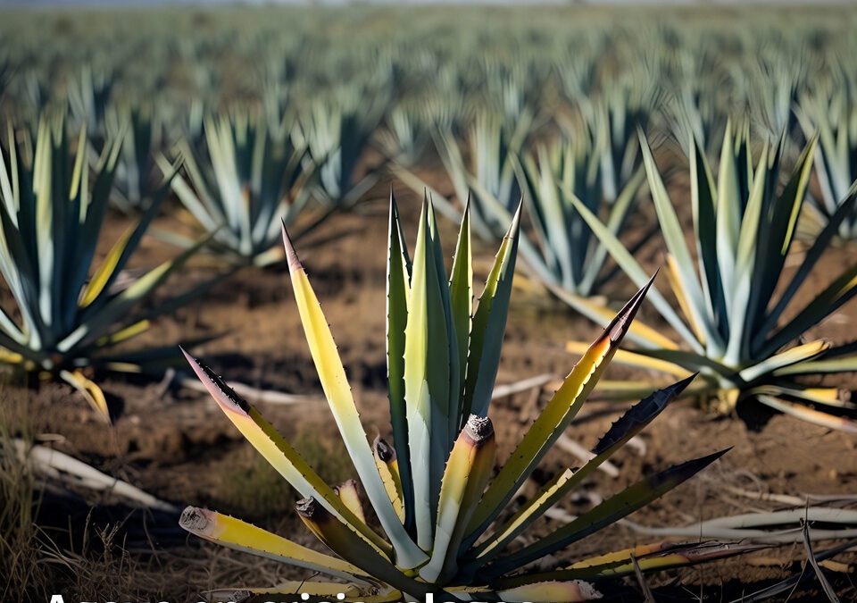 Agave en crisis, plagas y precios tumban al campo