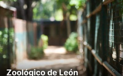 Zoológico de León acelera cambios tras presión y videos virales
