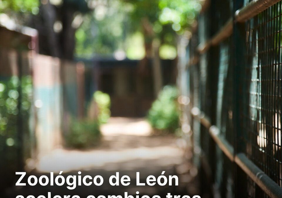 Zoológico de León acelera cambios tras presión y videos virales