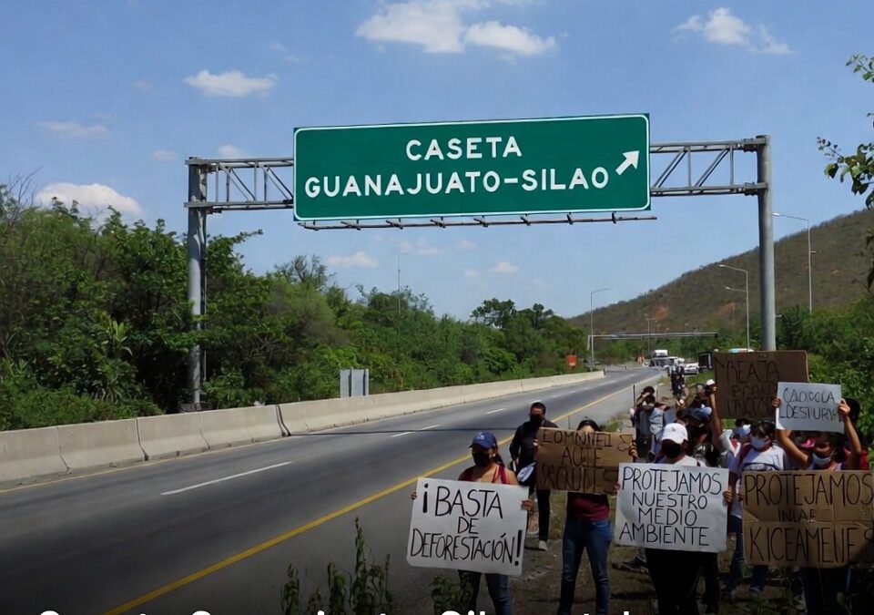 Ambientalistas cuestionan tala por caseta Guanajuato Silao