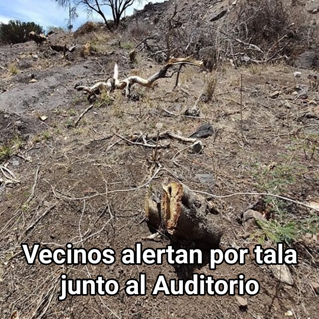 Vecinos alertan por tala junto al Auditorio