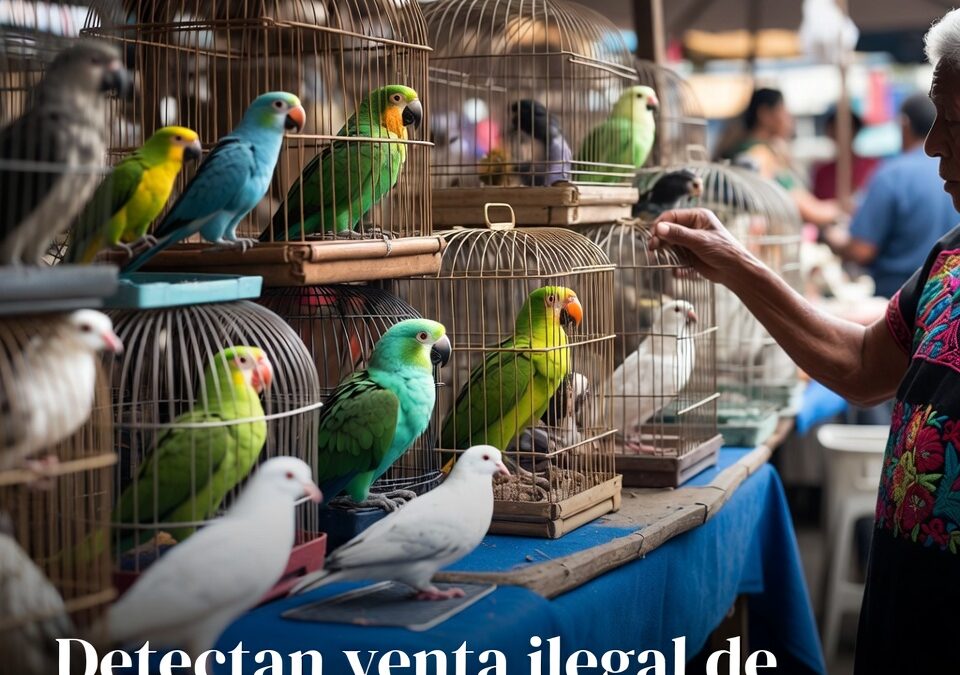 Detectan venta ilegal de aves en redes sociales