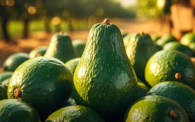 Seguridad reactiva exportaciones mexicanas de aguacate hacia Estados Unidos