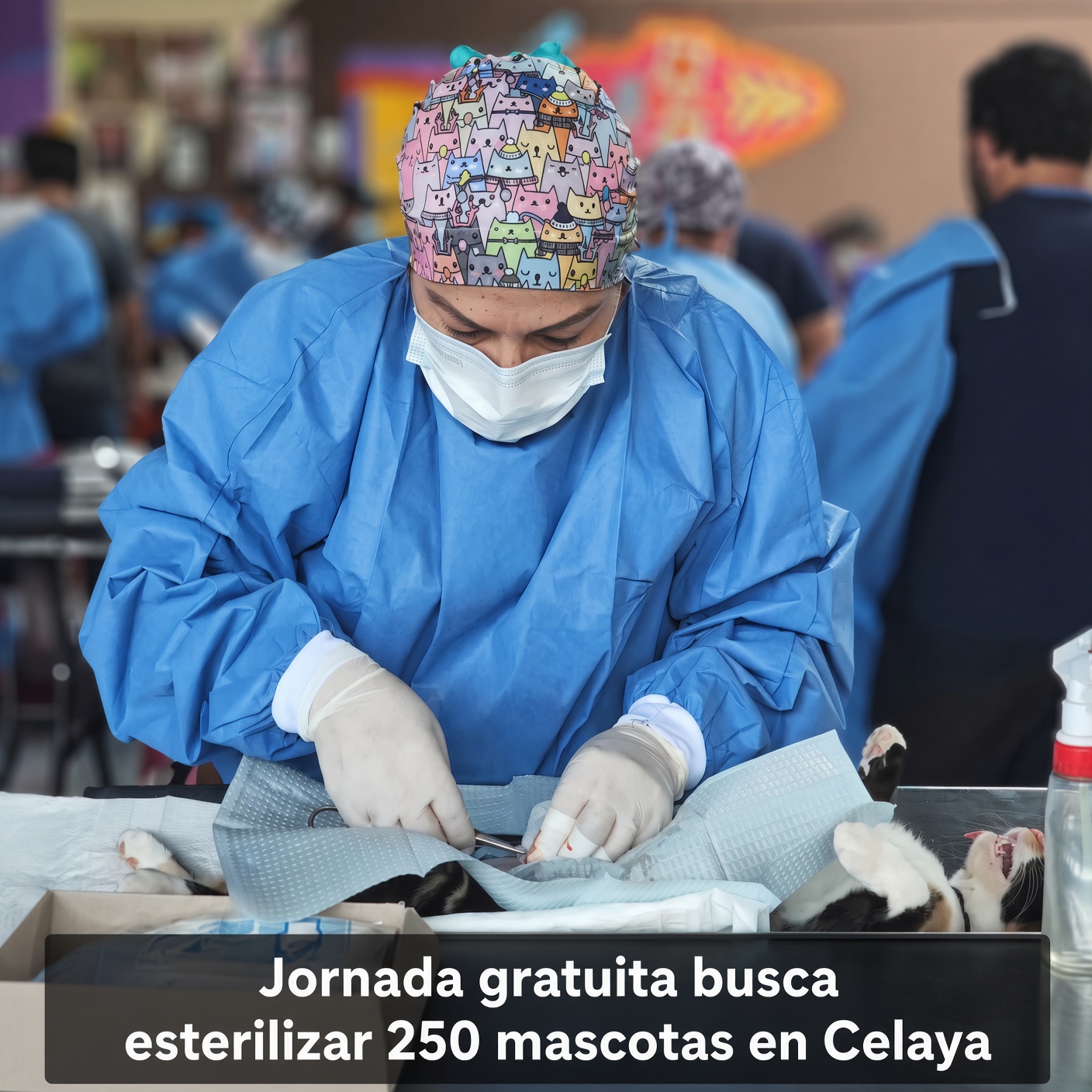Celaya alista jornada gratuita para esterilizar mascotas