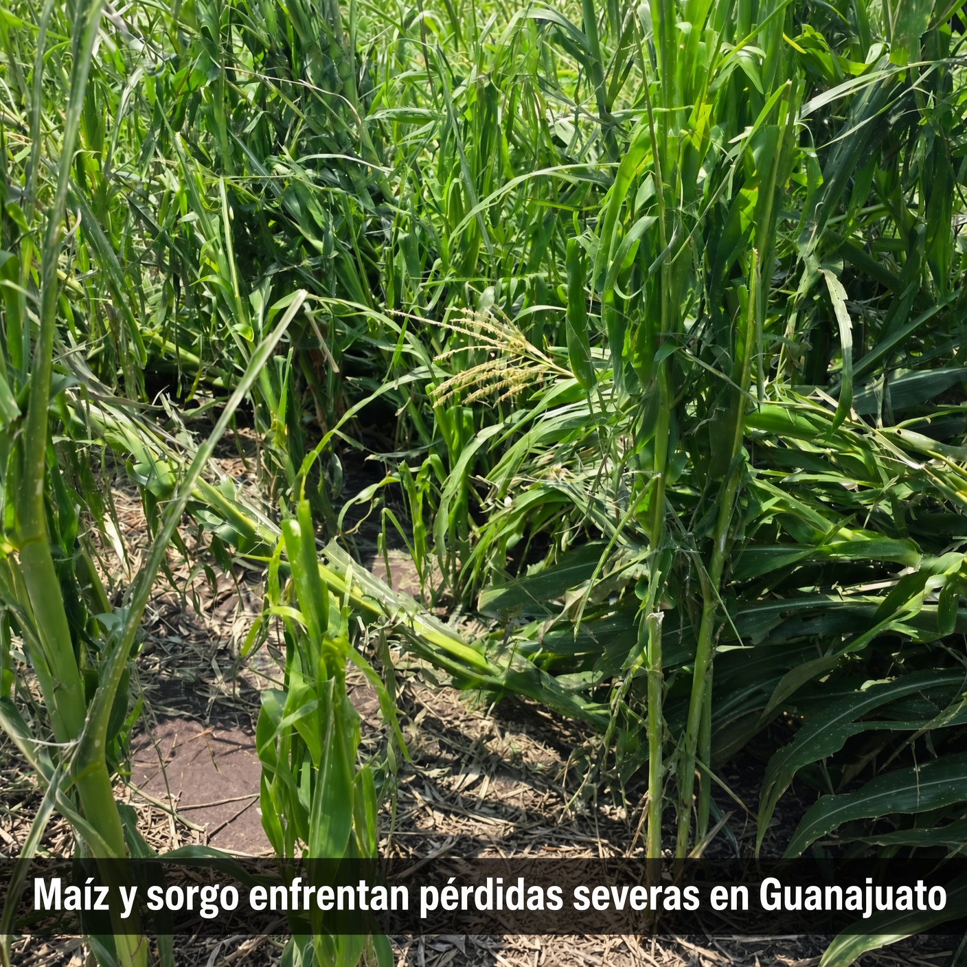 Maíz y sorgo reportan pérdidas severas en Guanajuato