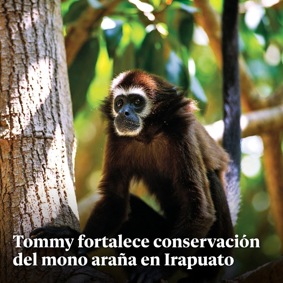 Tommy fortalece conservación del mono araña en Irapuato